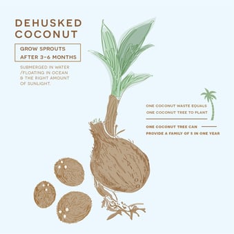 Dehusked Coconut